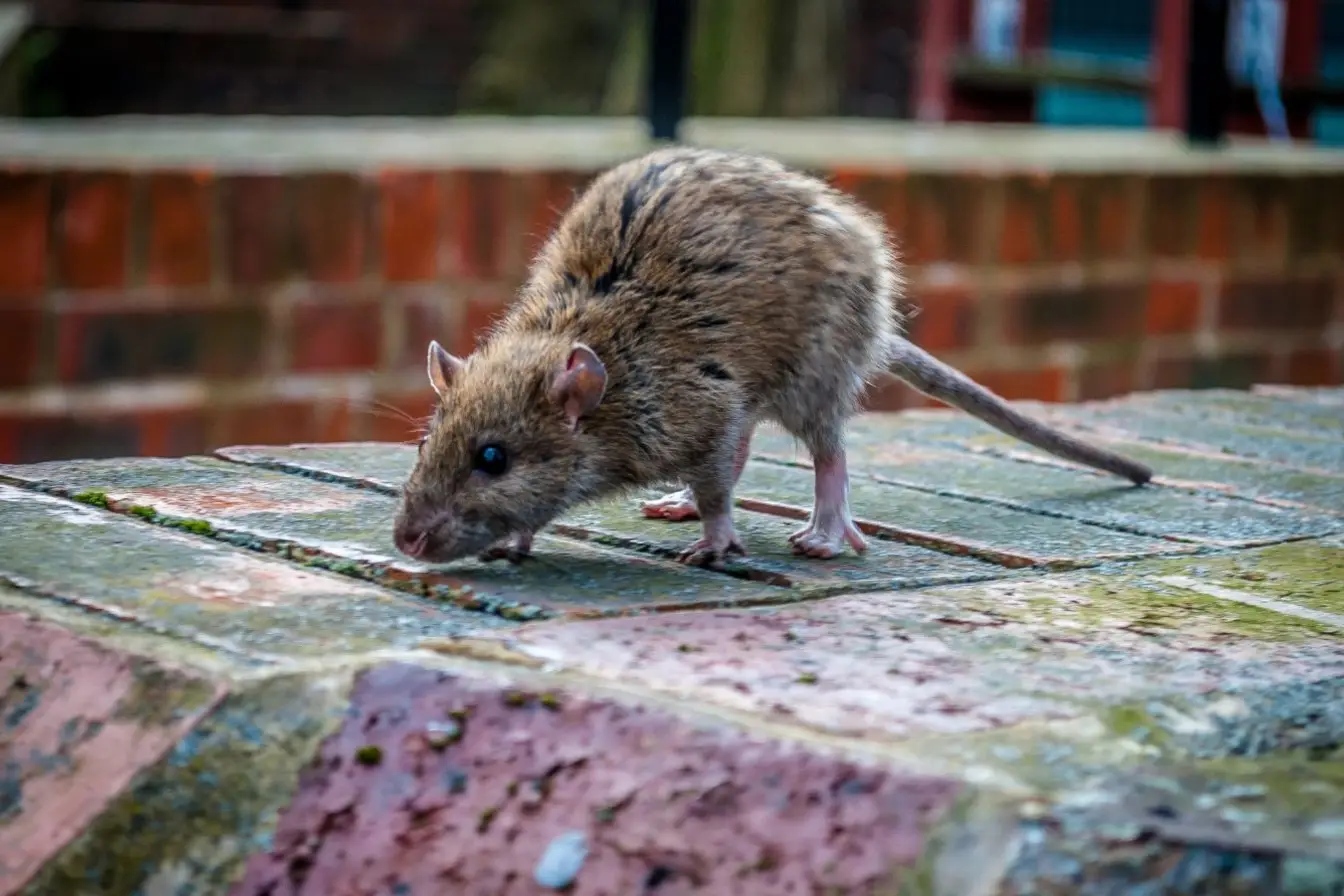 éviter les rats dans le compost