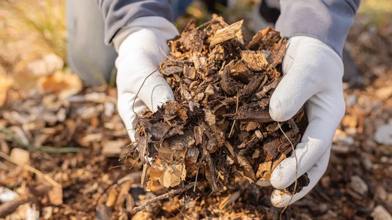 où jeter les déchets de jardin