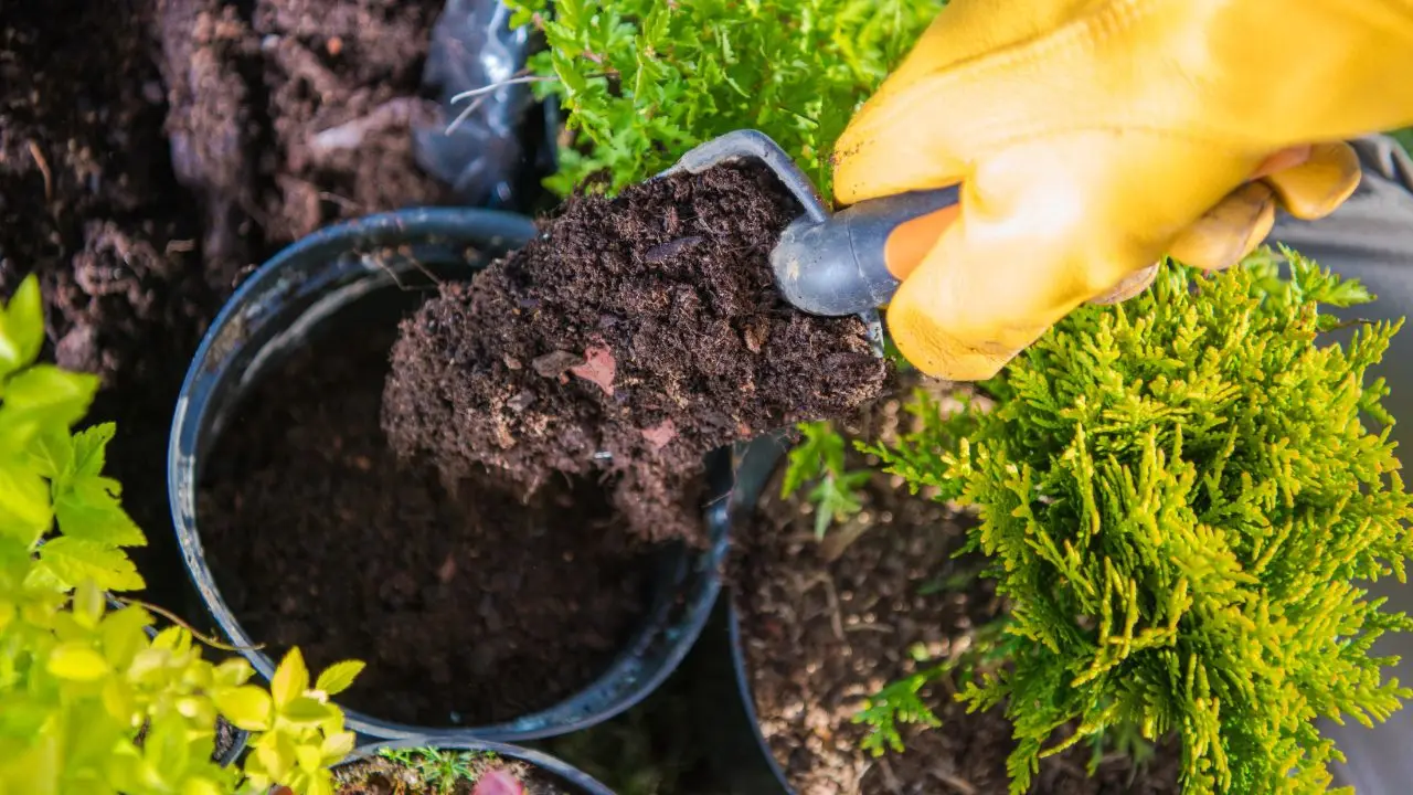 régénérer du terreau