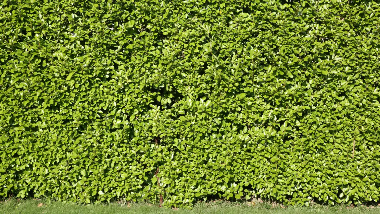 comment choisir sa haie