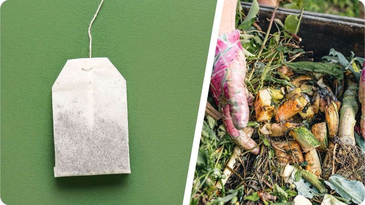 les sachets de thé sont-ils compostables